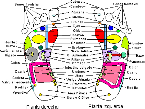 Reflexologia Podal, Diagrama