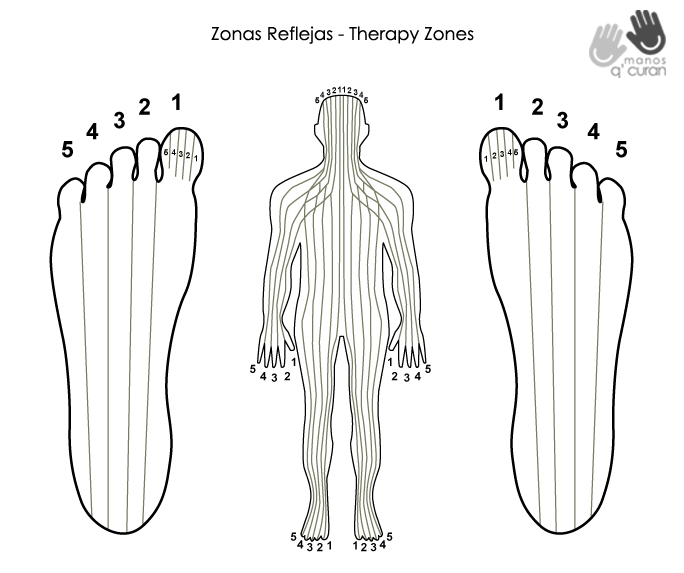Reflexologia Podal, Therapy Zones