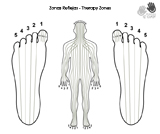 Reflexologia Podal, Therapy Zones